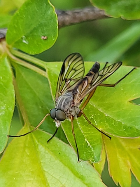 Rhagio