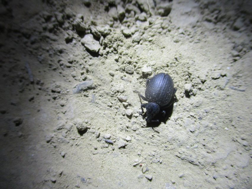 Otiorhynchus catenulatus - gyászos gyalogormányos