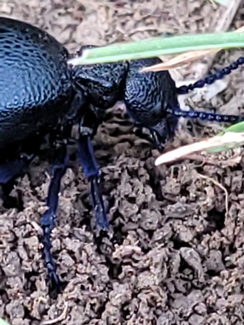 Meloe cicatricosus - óriásnünüke