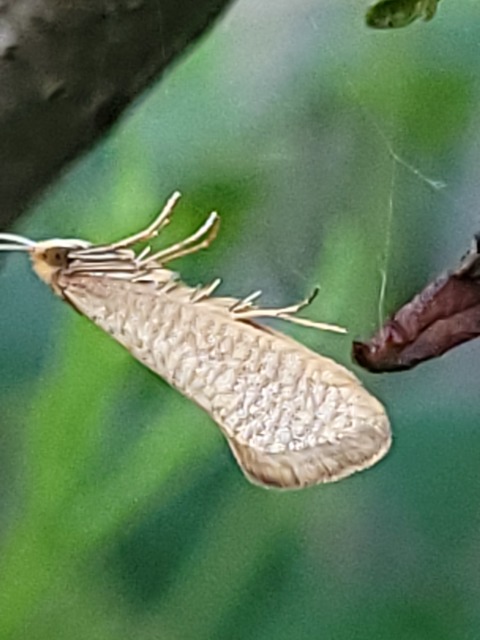 Nematopogon