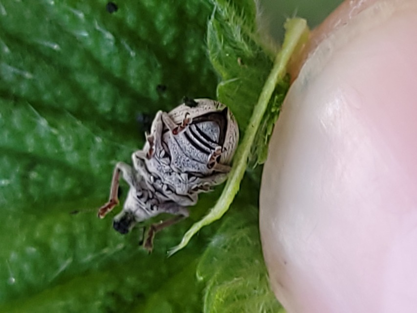 Sciaphobus squalidus - nagy szálkásbarkó