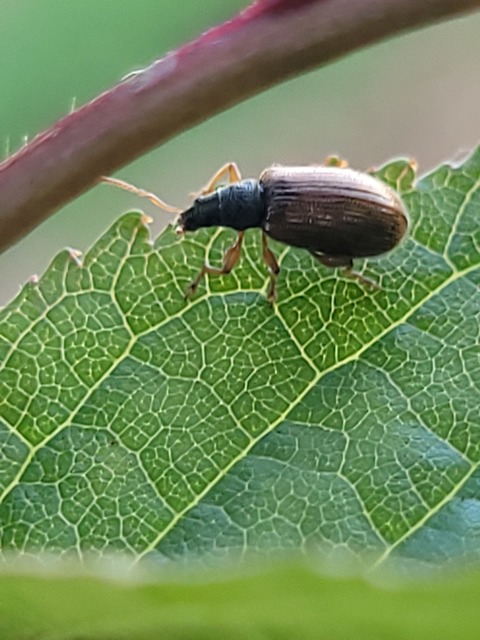 Phyllobius oblongus - közönséges levélormányos