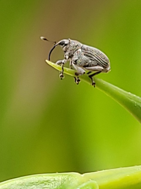 Ceutorhynchus obstrictus - repcebecő-ceutormányos