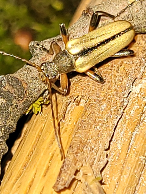Cortodera humeralis - négyfoltos cserjecincér