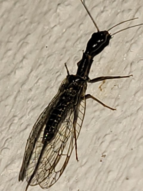 Raphidioptera - Tevenyakú-fátyolkák