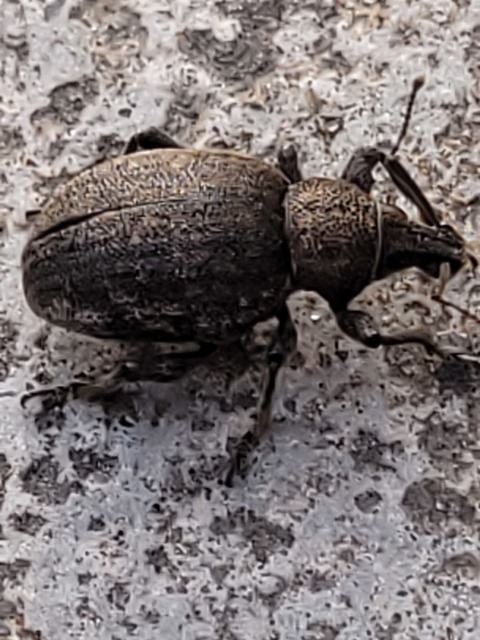 Otiorhynchus ligustici - vincellér-gyalogormányos