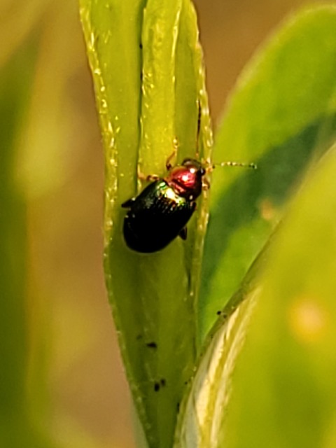 Crepidodera aurata - ékes fűz-földibolha