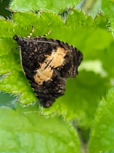 Endothenia nigricostana - tisztesfű-tükrösmoly