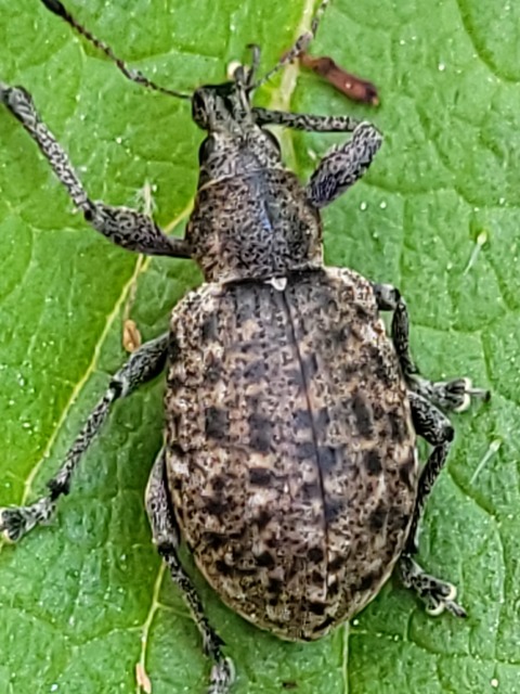 Liophloeus tessulatus - kockás barabolyormányos