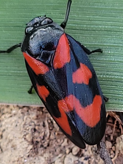Cercopis