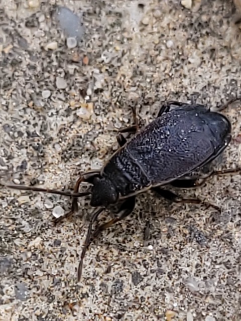 Pyrrhocoris marginatus - szegélyes bodobács