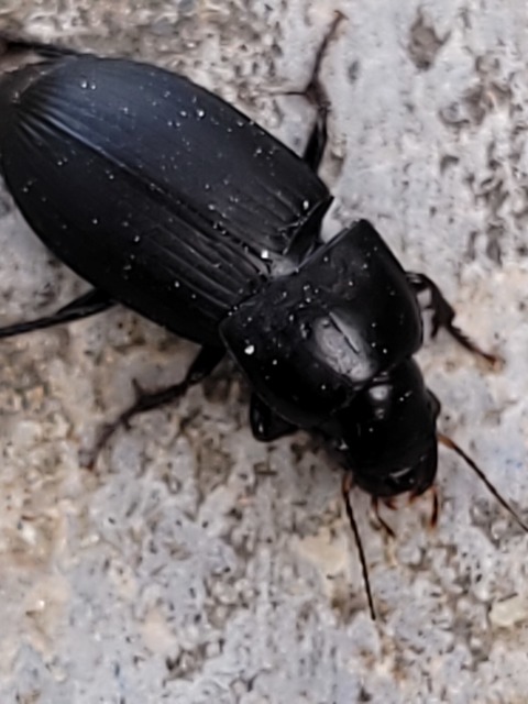 Harpalus serripes - fekete lomhafutó