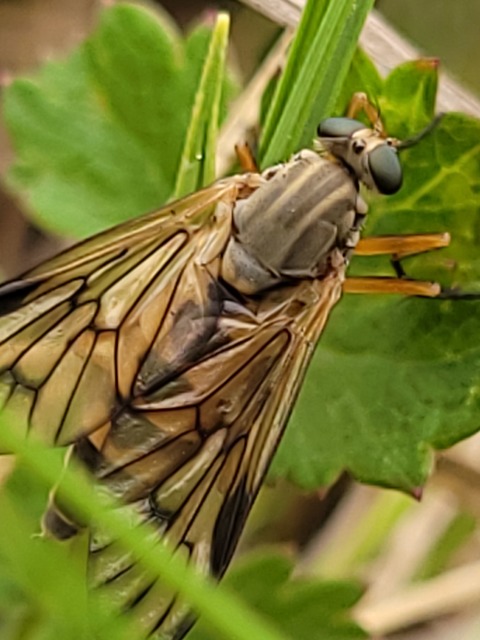 Rhagio scolopaceus - nagy kószalégy