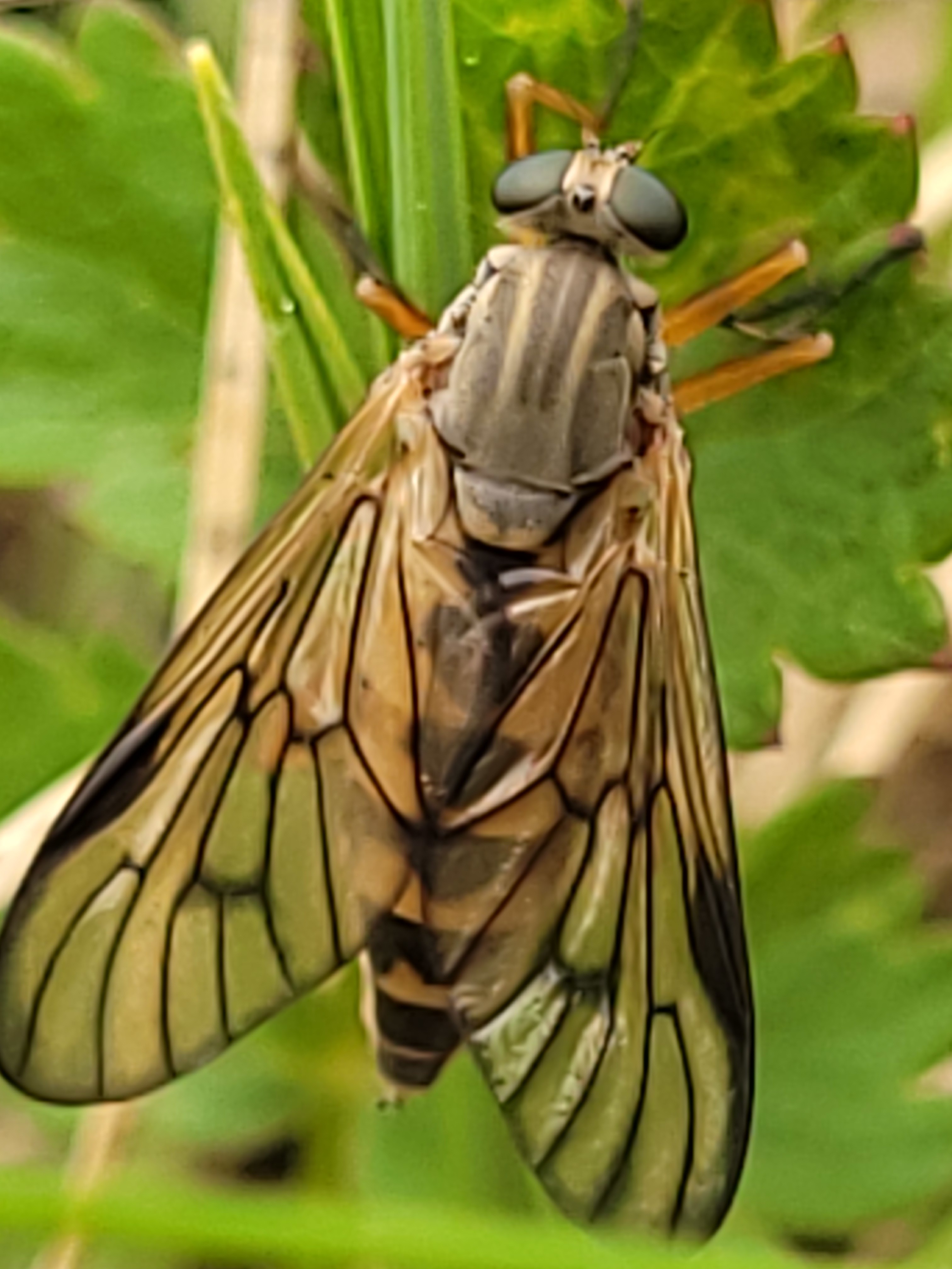 Rhagio scolopaceus - nagy kószalégy