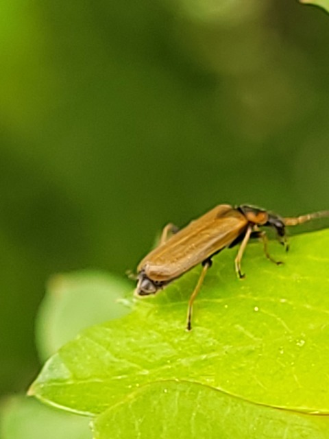Rhagonycha nigriventris - feketecombú lágybogár Rhagonycha nigriventris - feketecombú lágybogár