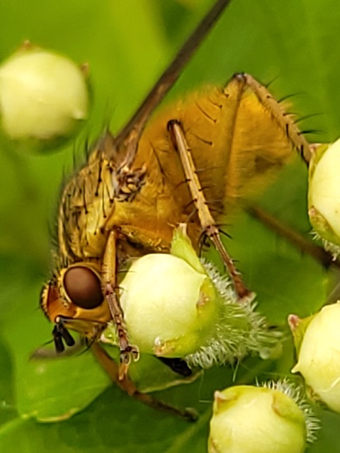Scathophaga stercoraria - közönséges trágyalégy