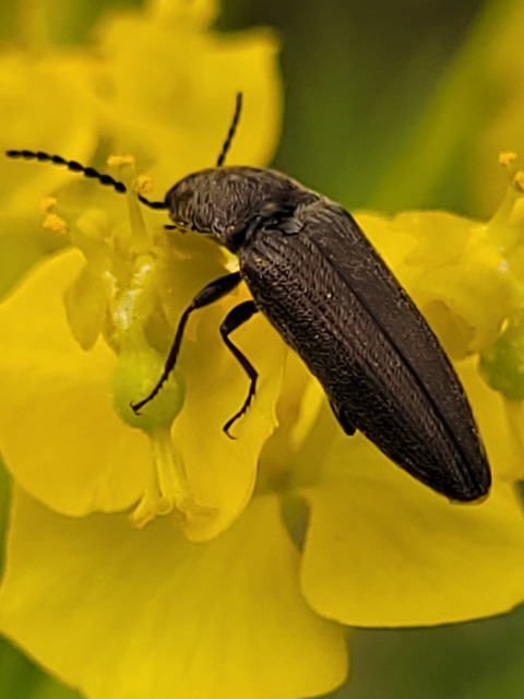 Cidnopus pilosus - szőrös pattanó