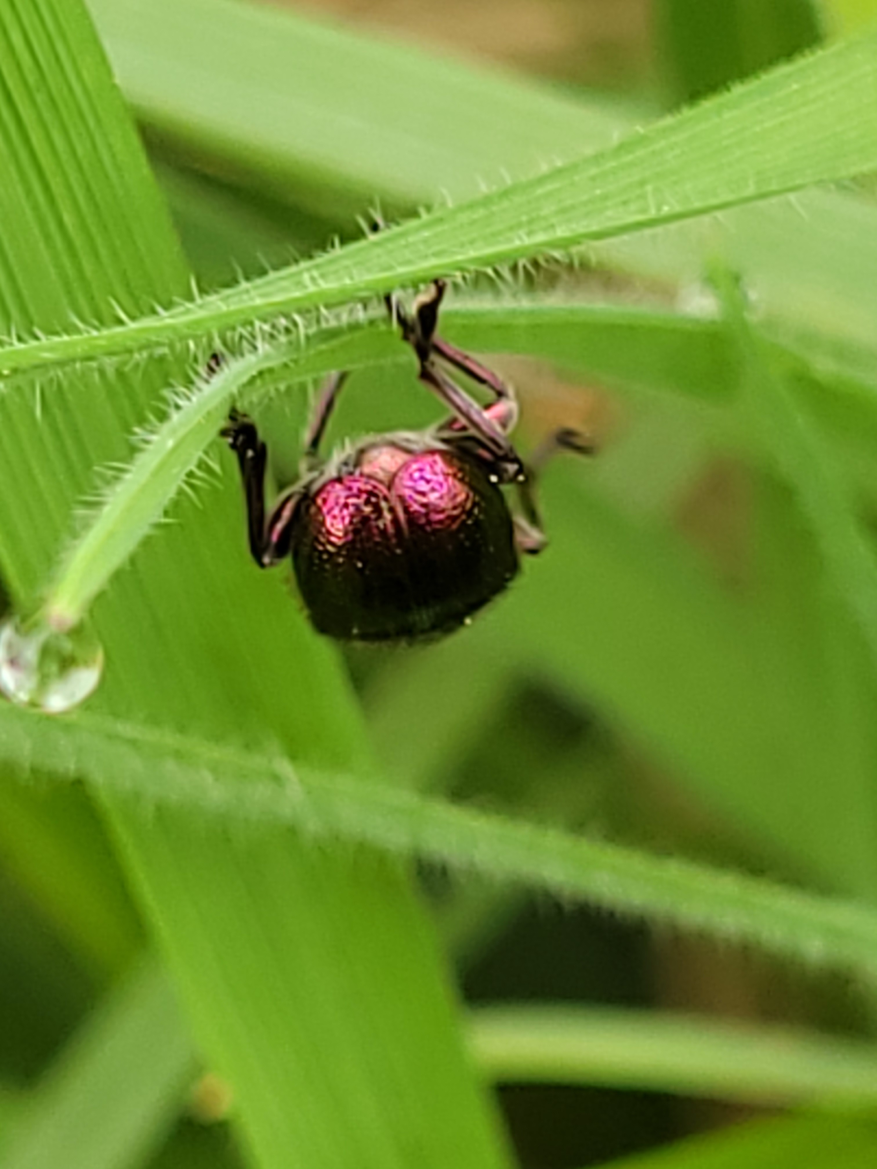 Rhynchites auratus - aranyos eszelény
