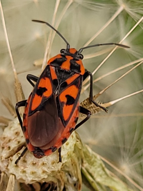 Spilostethus saxatilis - virágbodobács