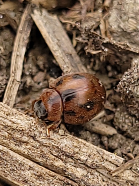 Cynegetis impunctata - pázsitfűböde