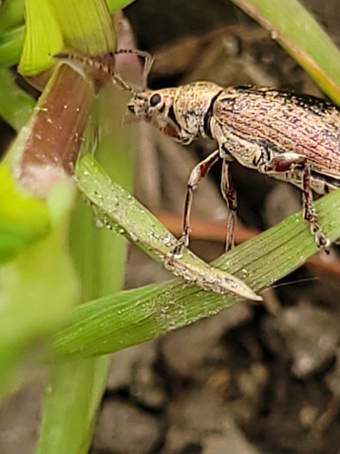 Phyllobius pyri - gyümölcsfa-levélormányos