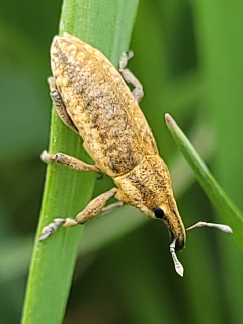 Lixus myagri - pöttyöshasú dudvabarkó
