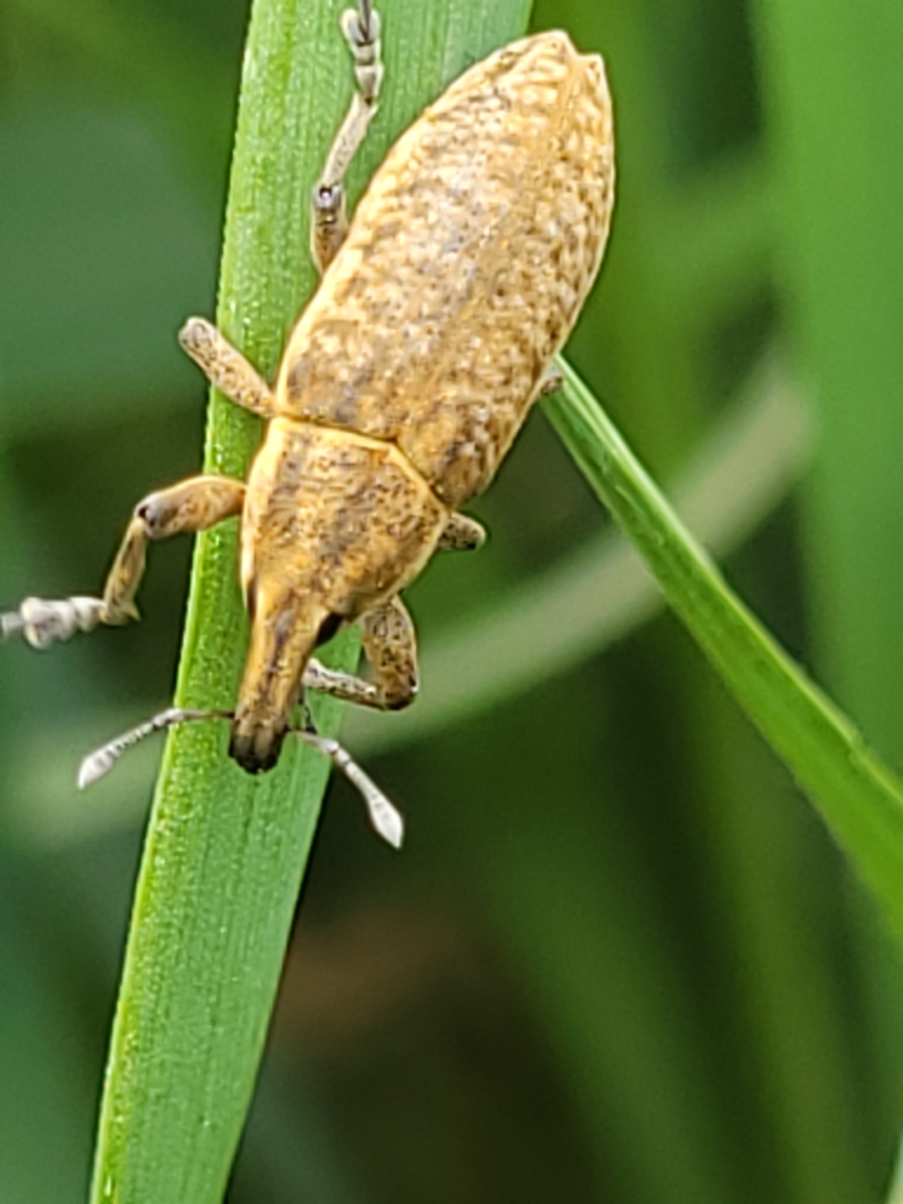 Lixus myagri - pöttyöshasú dudvabarkó