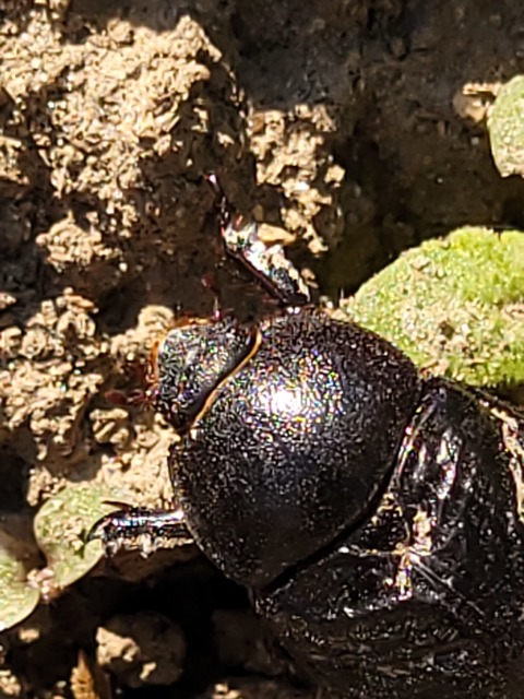 Pentodon idiota - butabogár