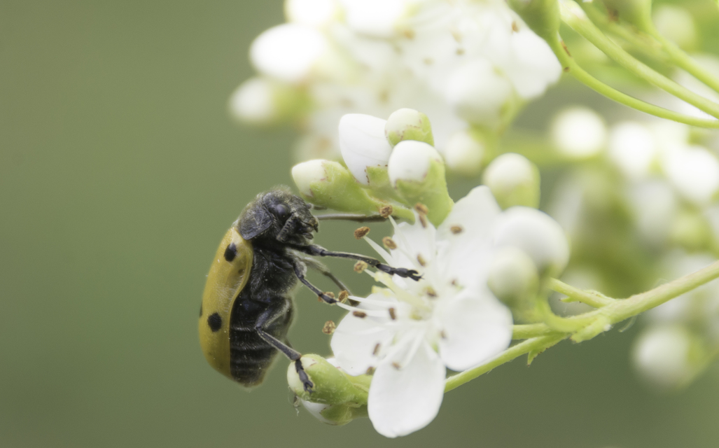 Lachnaia sexpunctata - szőrösnyakú zsákhordóbogár