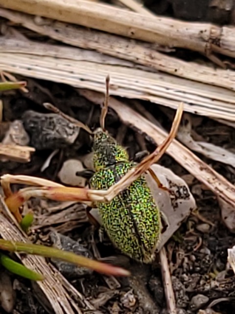 Phyllobius betulinus - változékony levélormányos