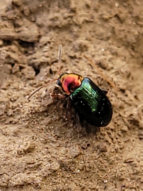 Crepidodera aurata - ékes fűz-földibolha