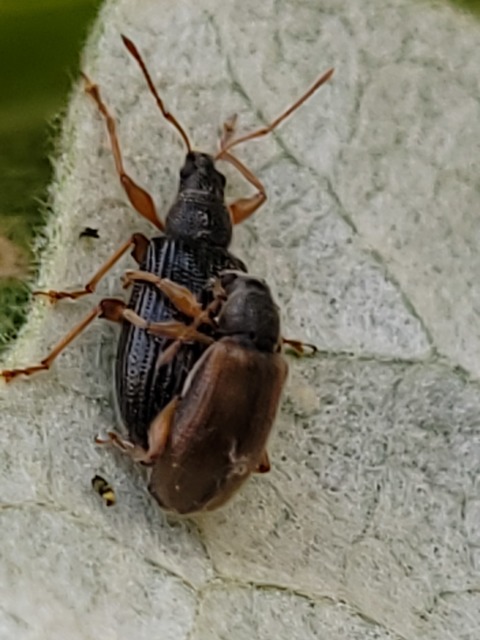 Phyllobius oblongus - közönséges levélormányos