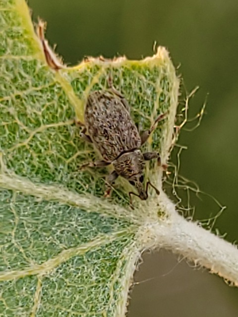 Dorytomus puberulus - feketenyár-hangormányos