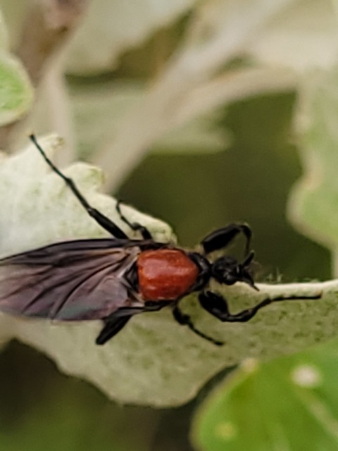 Bibio hortulanus - kerti bársonylégy