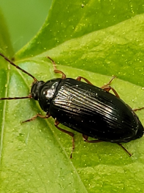 Gonodera luperus - gyászos alkonybogár