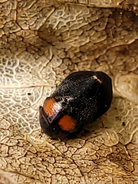 Penthimia nigra - fekete kabóca Penthimia nigra - fekete kabóca