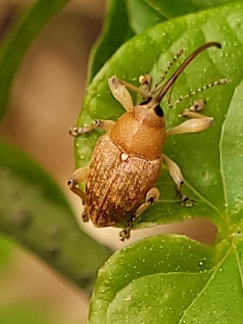 Curculio nucum - mogyorózsuzsóka