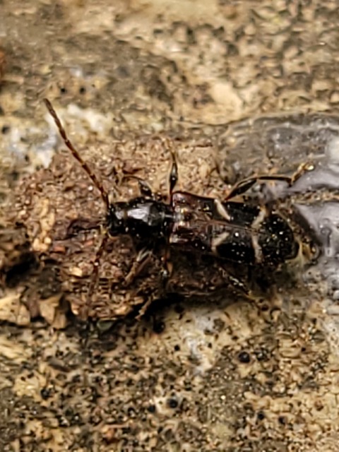 Phymatodes alni - apró háncscincér Phymatodes alni - apró háncscincér