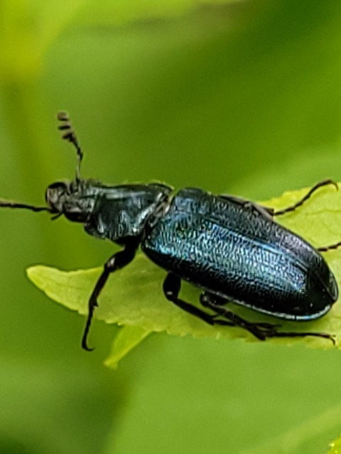 Platycerus caraboides - kis fémesszarvasbogár