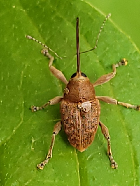 Curculio glandium - tölgymakkzsuzsóka
