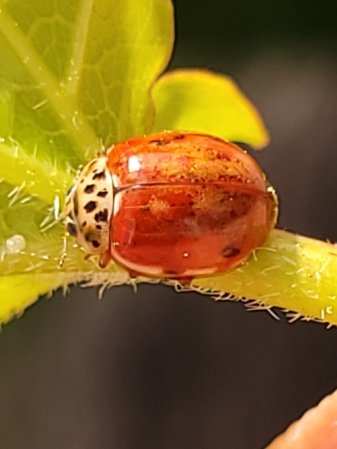 Harmonia quadripunctata - négypettyes katica