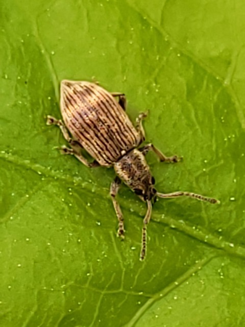 Oedecnemidius varius - tarka tölgyormányos