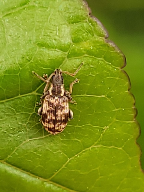 Oedecnemidius varius - tarka tölgyormányos