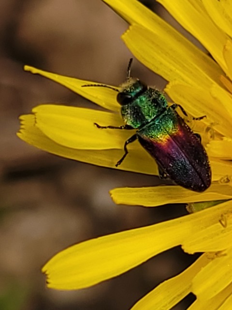 Anthaxia salicis - bíboros virágdíszbogár