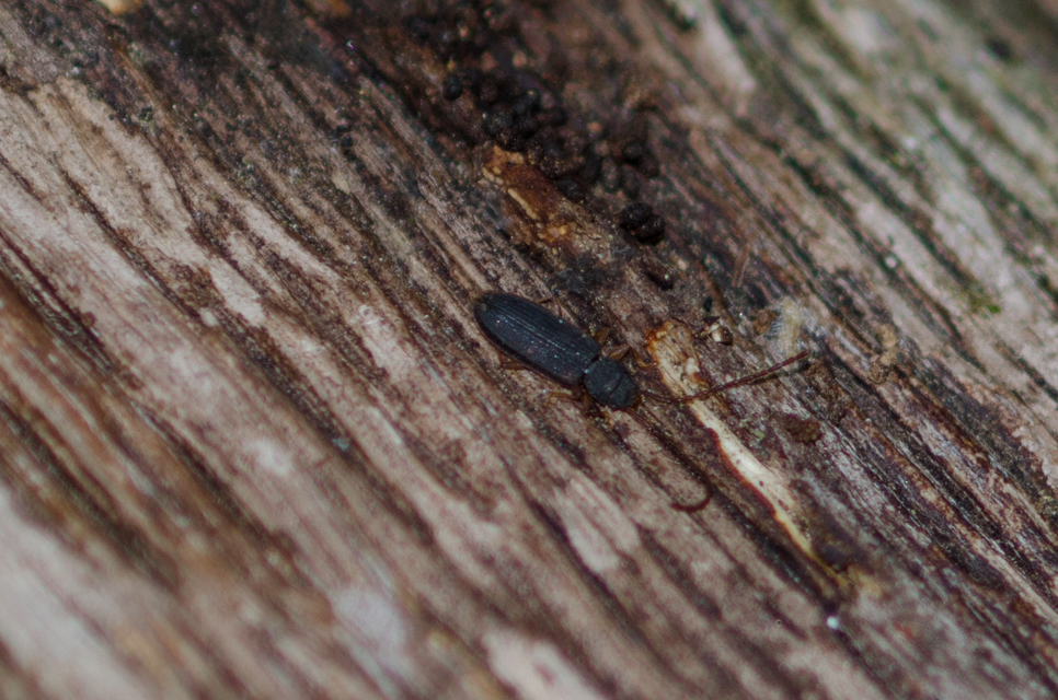 Uleiota planatus - hosszúcsápú fogasnyakú-lapbogár