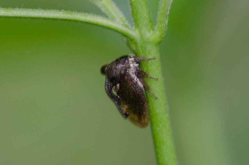 Centrotus cornutus - szarvaskabóca