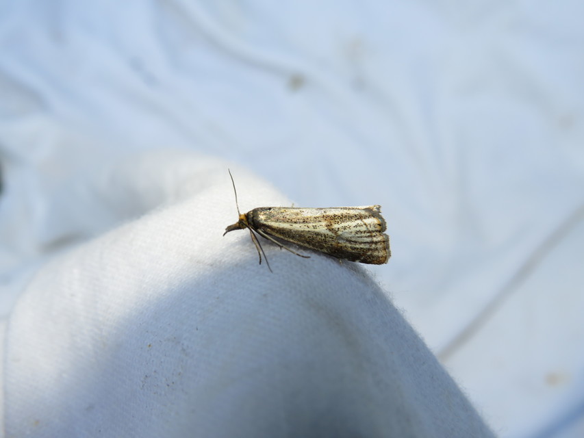 Thisanotia chrysonuchella - tavaszi fűgyökérmoly
