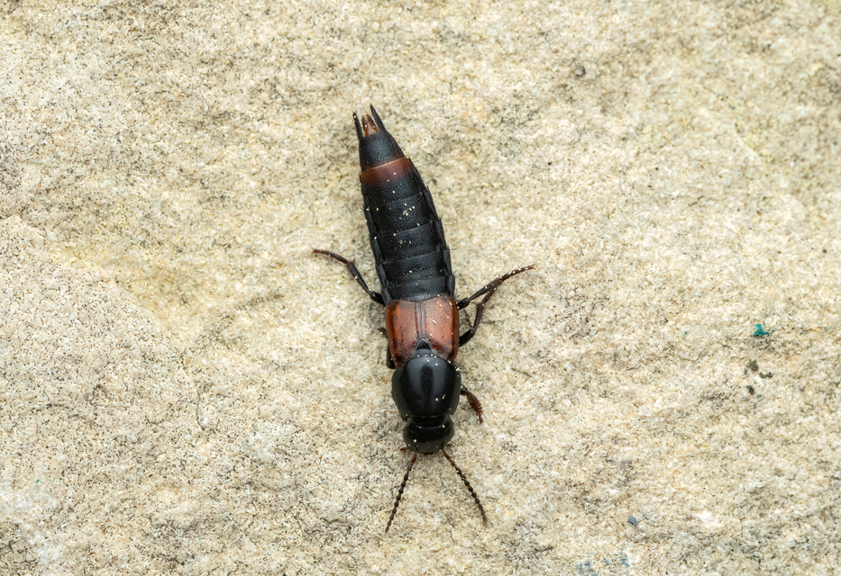 Astrapaeus ulmi - pirosöves mohaholyva