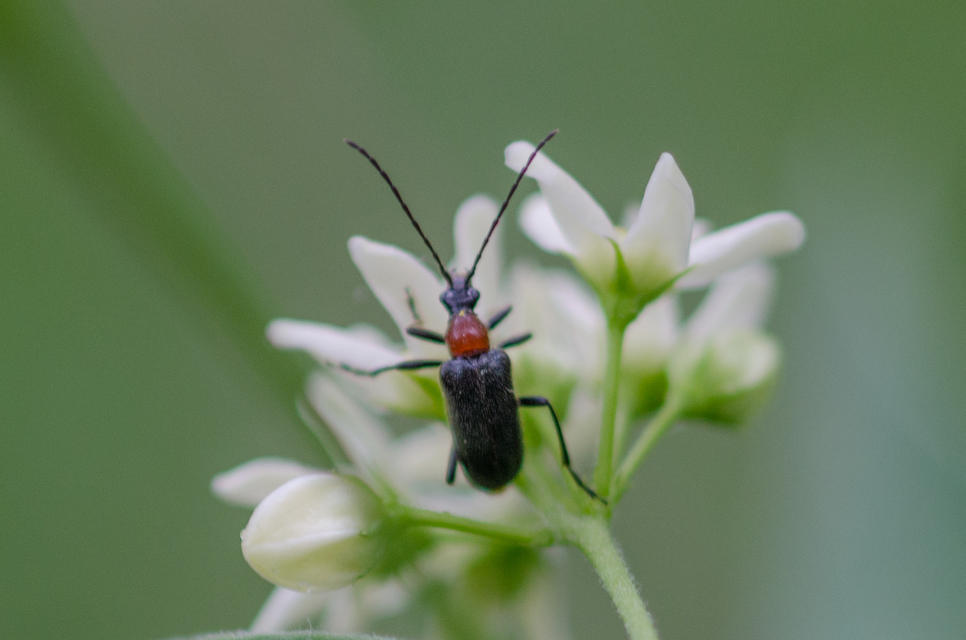 Dinoptera collaris - vörösnyakú virágcincér