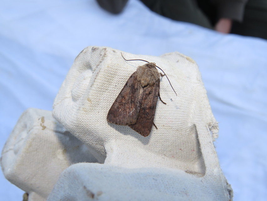 Agrotis cinerea - szürkés földibagoly
